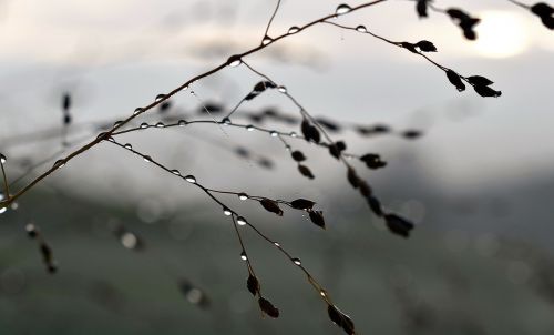 autumn nature drop of water