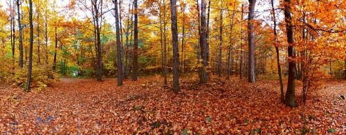 autumn nature forest