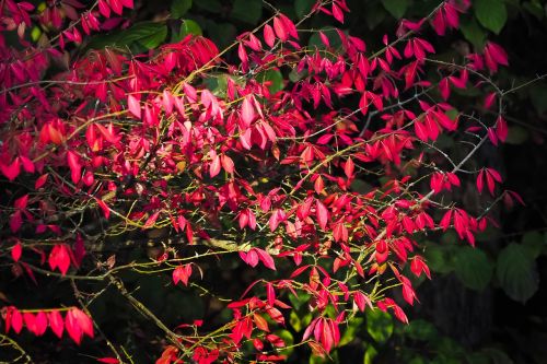 autumn red leaves