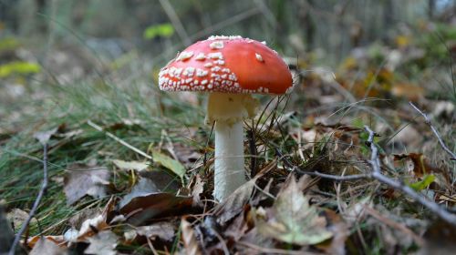 autumn mushroom mushrooms