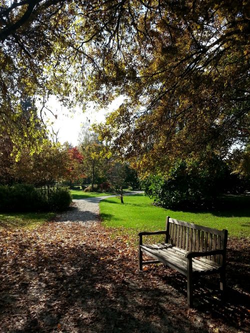 autumn bench leafs