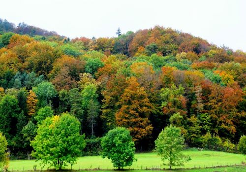 autumn forest nature