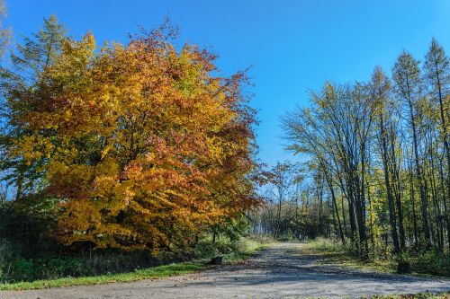 autumn tree park