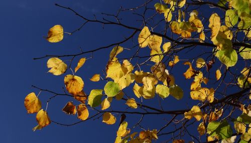 autumn trees leaves