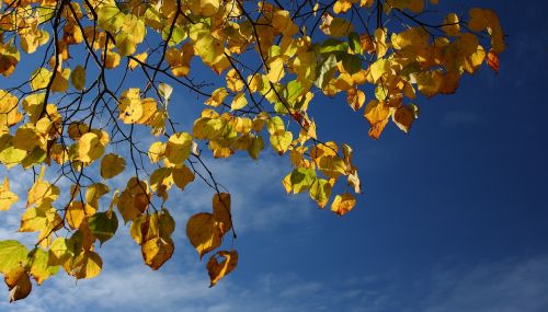 autumn trees leaves