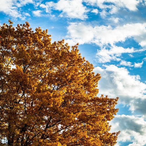 autumn oak sky