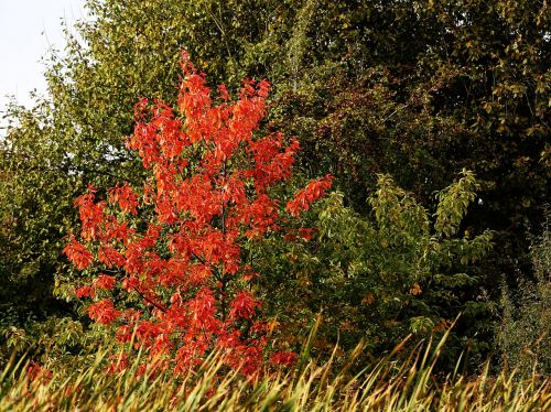 autumn leaves tree