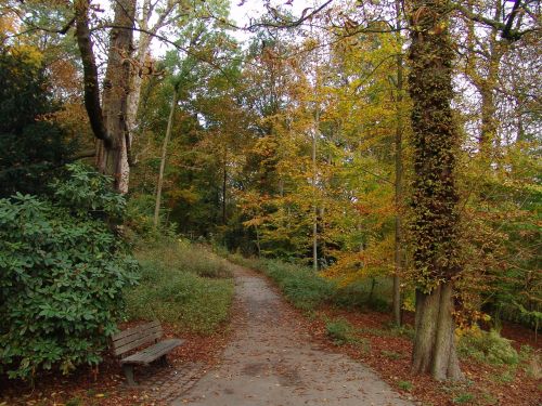 autumn fall foliage away