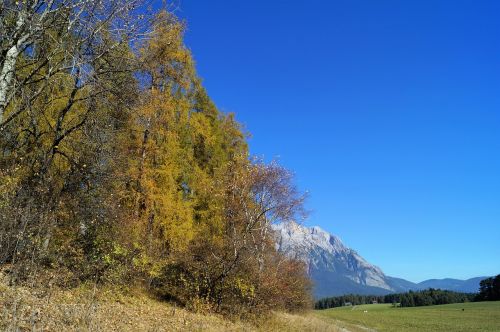 autumn blue sky tree