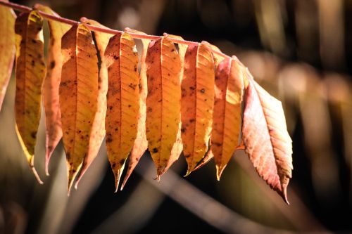 autumn leaves forest