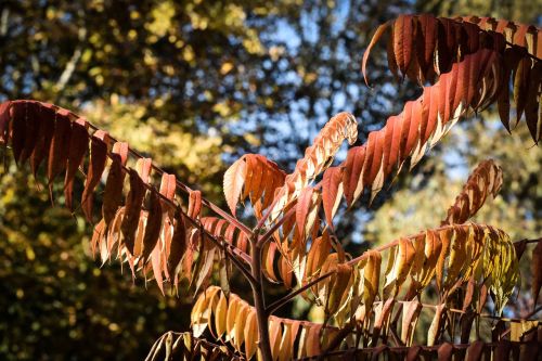 autumn leaves forest