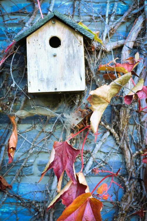 autumn leaves forest