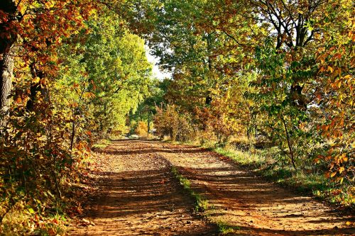 autumn away trees