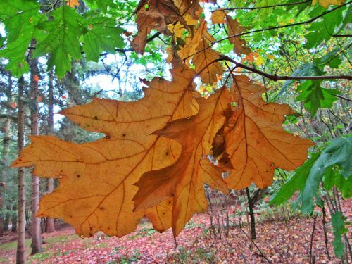 autumn fall colors forest