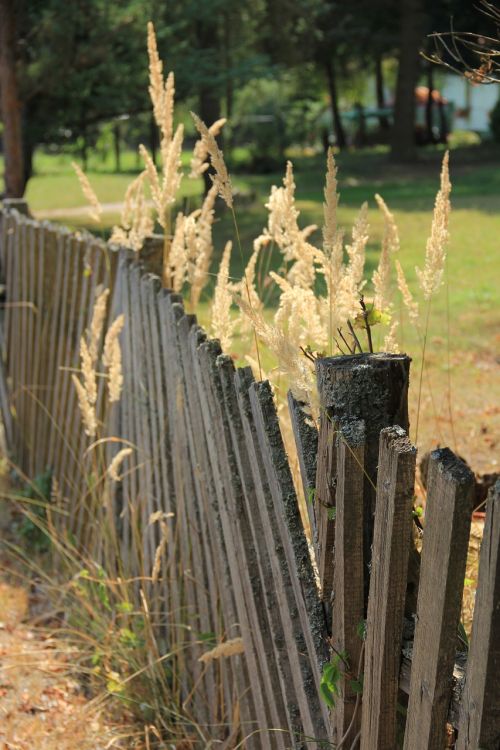 autumn wood fence