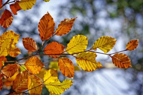 autumn branch leaves