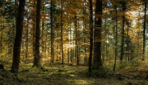 autumn forest landscape