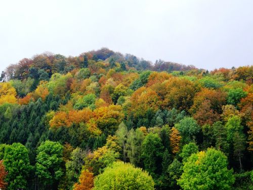 autumn forest trees