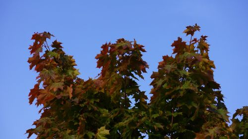 autumn fall colors maple