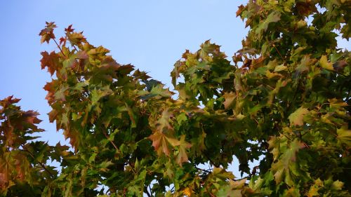 autumn fall colors maple