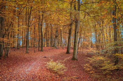autumn forest nature