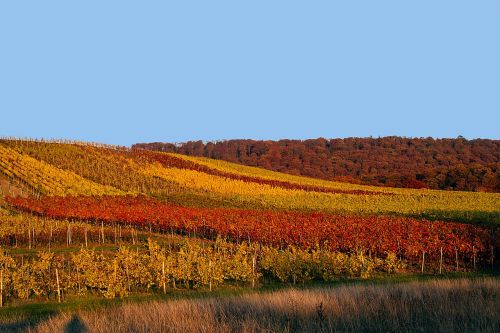 autumn vineyard autumn mood