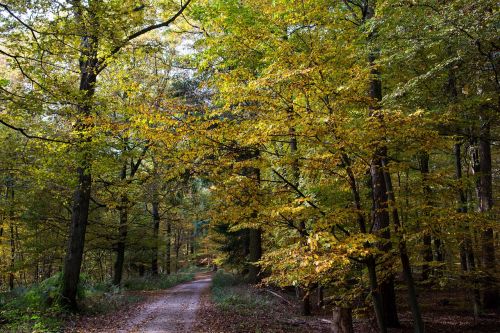 autumn forest nature