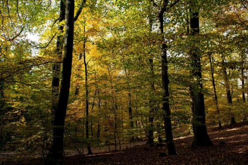 autumn forest fall color