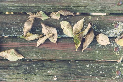 autumn leaves golden