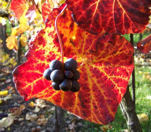 autumn ripe grape colorful vine leaves