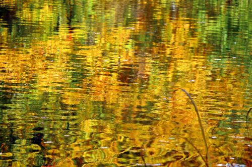 autumn fall foliage water