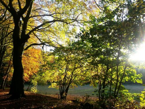 autumn nature golden autumn