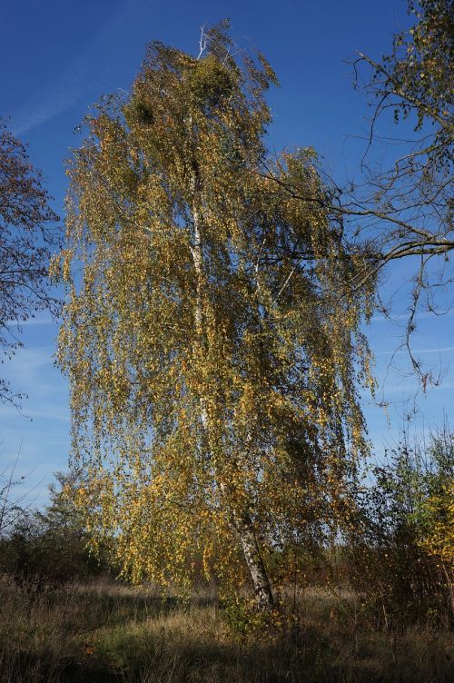 autumn tree birch
