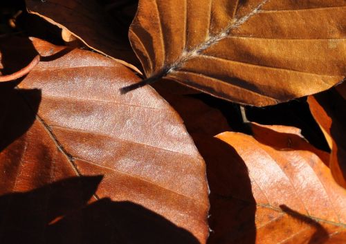 autumn nature leaves