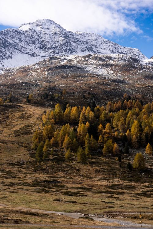 autumn larch larch discoloration