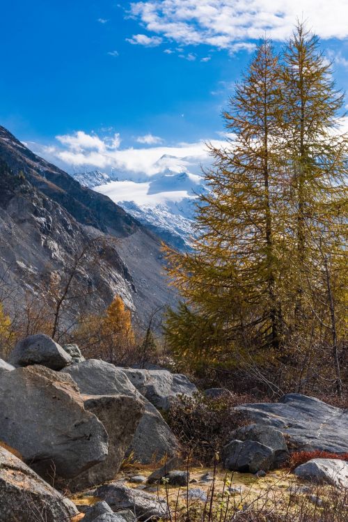 autumn larch larch discoloration