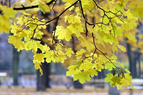 autumn park yellow
