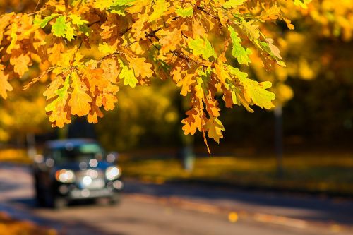 autumn car outdoor