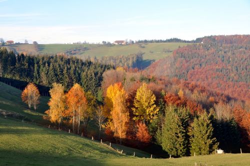 autumn autumn mood autumn forest