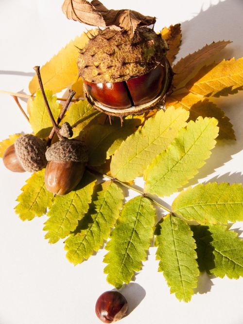 autumn chestnut still life