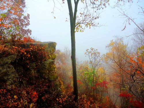 autumn fall trees