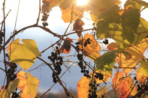 autumn light grape