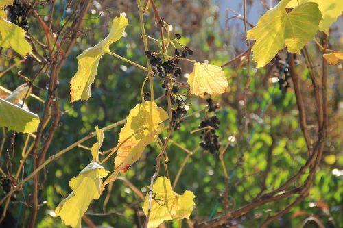 autumn light grape
