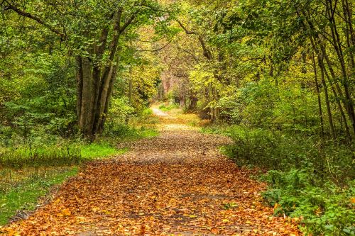 autumn forest path