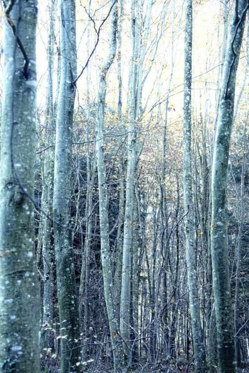 autumn trees forest