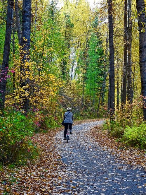 autumn leaves forest