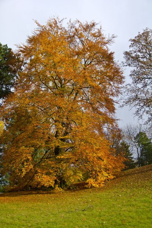 autumn tree leaves