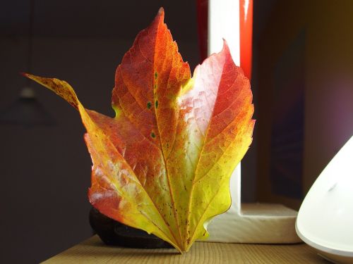 autumn colorful leaf