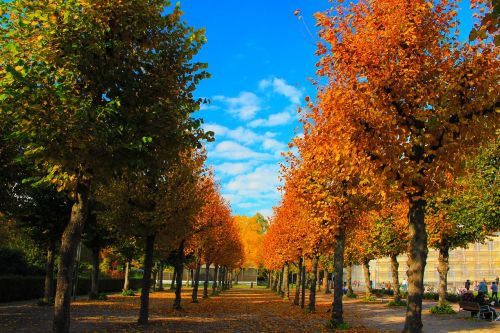 autumn golden autumn trees