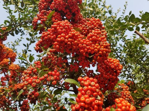 autumn fruit nature